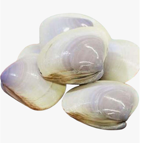 Short Necked Clam