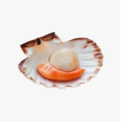Scallops (Half Shell)