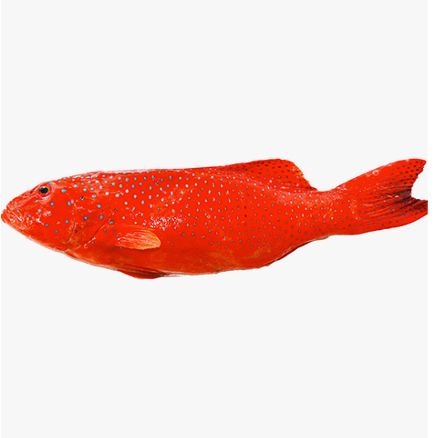 Leopard Coral Grouper 1pc Approx