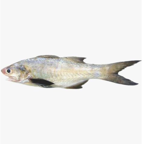 Threadfin 1pc Approx