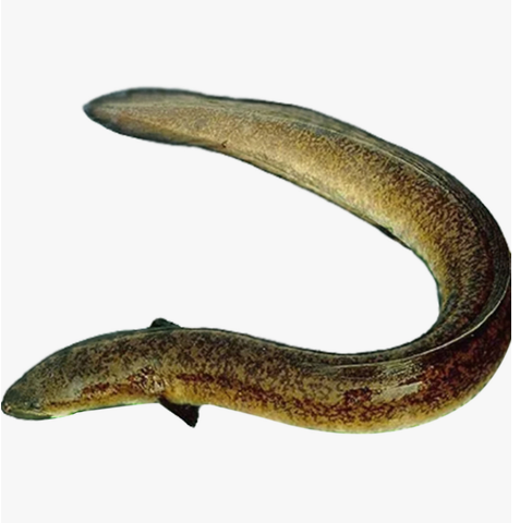 Giant Mottled Eel Approx