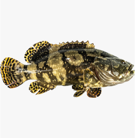 Hybrid Grouper Approx.