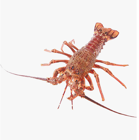 Australian Lobster Approx. 1500g